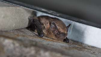 Dwarf bat. Photo: <a href='https://www.fledermausschutz.ch' target='_blank'>www.fledermausschutz.ch/</a>