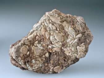 Assilina sp. und Nummulites sp.