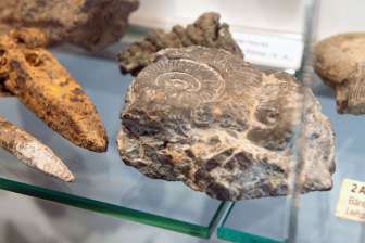 Versteinerter Ammonit als geologisches Exponat im Alpinmuseum Braunwald