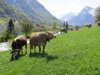 Herd of cows near Rüti