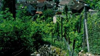 Schlössli