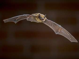 Zwergfledermaus (Foto: Rudmer Zwerver / Shutterstock.com)