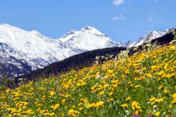 Blooming alpine meadow with dandelions in front of the snow-covered Hausstock in the Glarus Alps