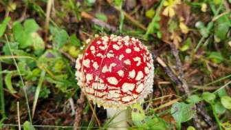 Pilz
