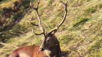 Hirsch