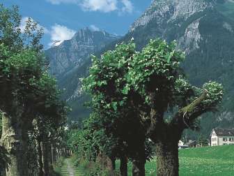 Allee