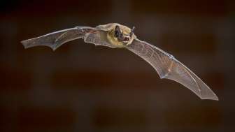 Zwergfledermaus (Foto: Rudmer Zwerver / Shutterstock.com)