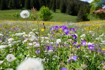 Bunte Alpenblumen und Löwenzahn auf einer blühenden Bergwiese in Braunwald