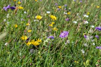 Blühende Alpenwiese mit Wildblumen und Insekten nahe der Äugstenhütte