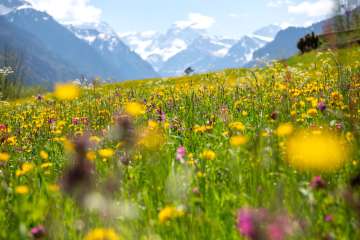 Colorful alpine flowers on a spring meadow with mountain panorama in the Glarus region