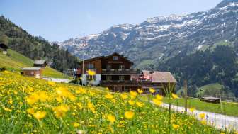 Bergfruehling Weissenberge Edelwyssli und Edelwyss MRH DSC 1830