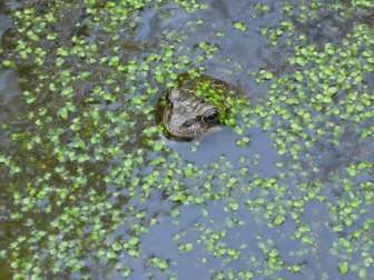 Ein Grasfrosch badet im Teich des Lehrpfades