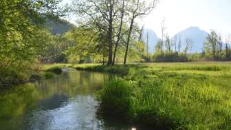Nature reserve that is left to itself parallel to the Linth
